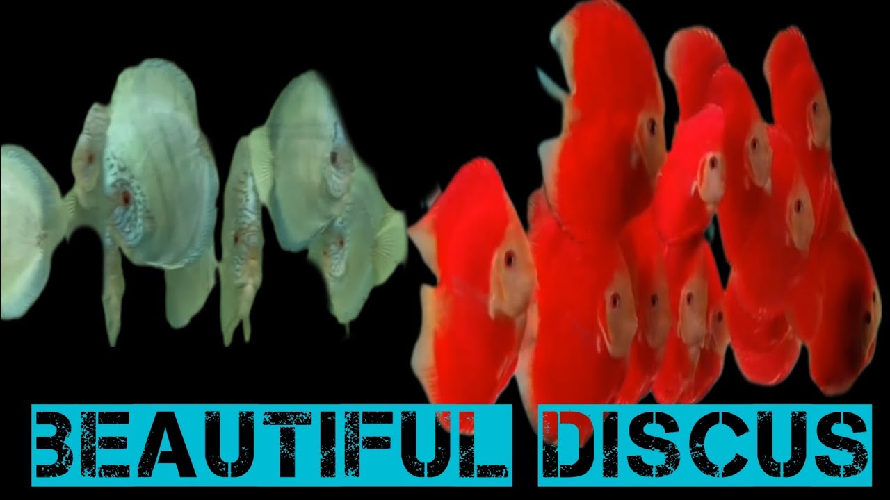 Discus Youtube Beautiful Discus | Amazon | Live Fish | Discus | Super Red | Cobalt ...