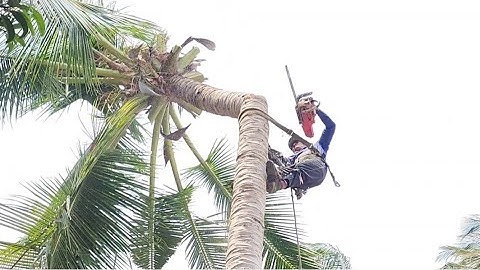 Cưa  hai  cây  dừa  và  cây  mít  siêu  trái  .Cưa  cây  kỷ thuật cao
