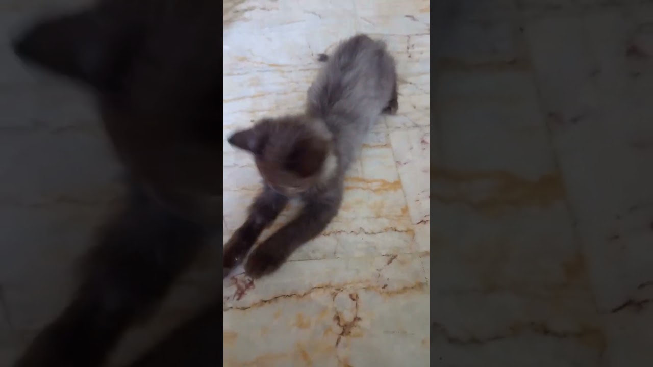 Lincahnya Si Kucing Hitam Main Lidi! Lucu Banget 😍"