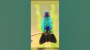 🥰Beautiful Hummingbird 🐦, Birds relaxing sounds, Nature sounds, San Relaxing Music Shorts 64 #birds