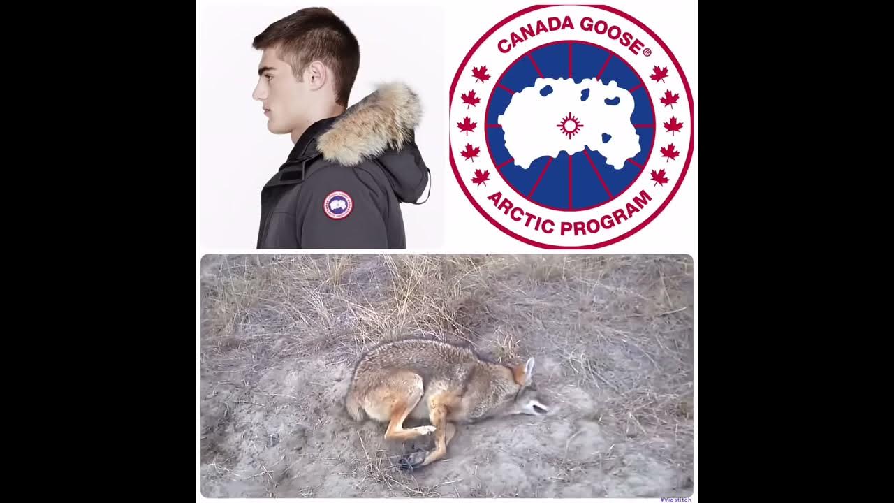 Coyotes Trapped For Fur - YouTube