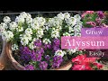 Alyssum  sweet alyssum  how to grow  care alyssum flowers   