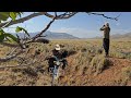 Nomadic life; Panic in the heart of the plain when a calving goat goes missing