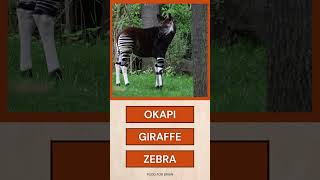 Can YOU Guess This Animal? (Impossible!) 🤔#shorts #animalquiz