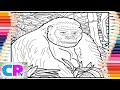 Gorilla Rests in the Jungle/Big Gorilla/@coloringpagestv Tobu - Return To The Wild [NCS Release]