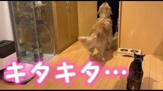 ゴールデンレトリバー、ただではおやつは貰えません…笑