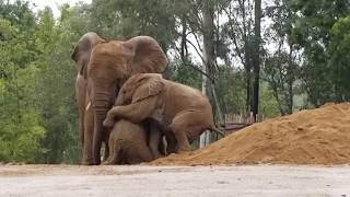 Rainy Days Call for Pachy Puddles
Keeper Evan caught this great moment where little sister Kaia knocks down and pins big bro, Zuli. Meanwhile, Aunt Qinisa watches over the rough-housing.
http://sdzsafaripark.org/
Facebook - facebook.com/sdzsafaripark
Instagram - instagram.com/sdzsafaripark
Twitter - twitter.com/sdzsafaripark
Tumblr - sdzsafaripark.tumblr.com
Pinterest - pinterest.com/sandiegozoo
Snapchat: sandiegozoo Rainy Days Call for Pachy Puddles