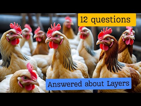 12 Common Questions and Answers in Layers Farming| Why my chickens laying small egg, Why my layers..