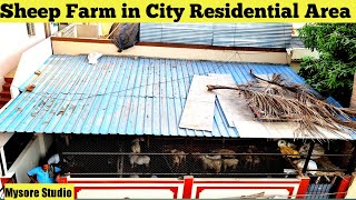 Sheep Farm in City Residential Area || Sheep Breed || Goat Breed