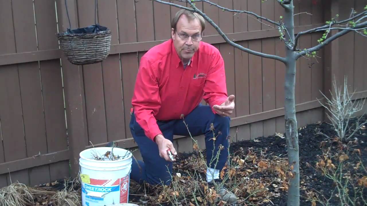 Japanese Blood Grass and Roses