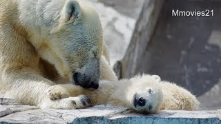 くっついて眠るホッキョクグマ親子~Polar Bears