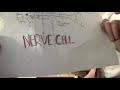 Ruby, molly and holly talk about nerve cells