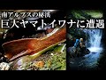 【南アルプス源流釣り】巨大ヤマトイワナとの遭遇