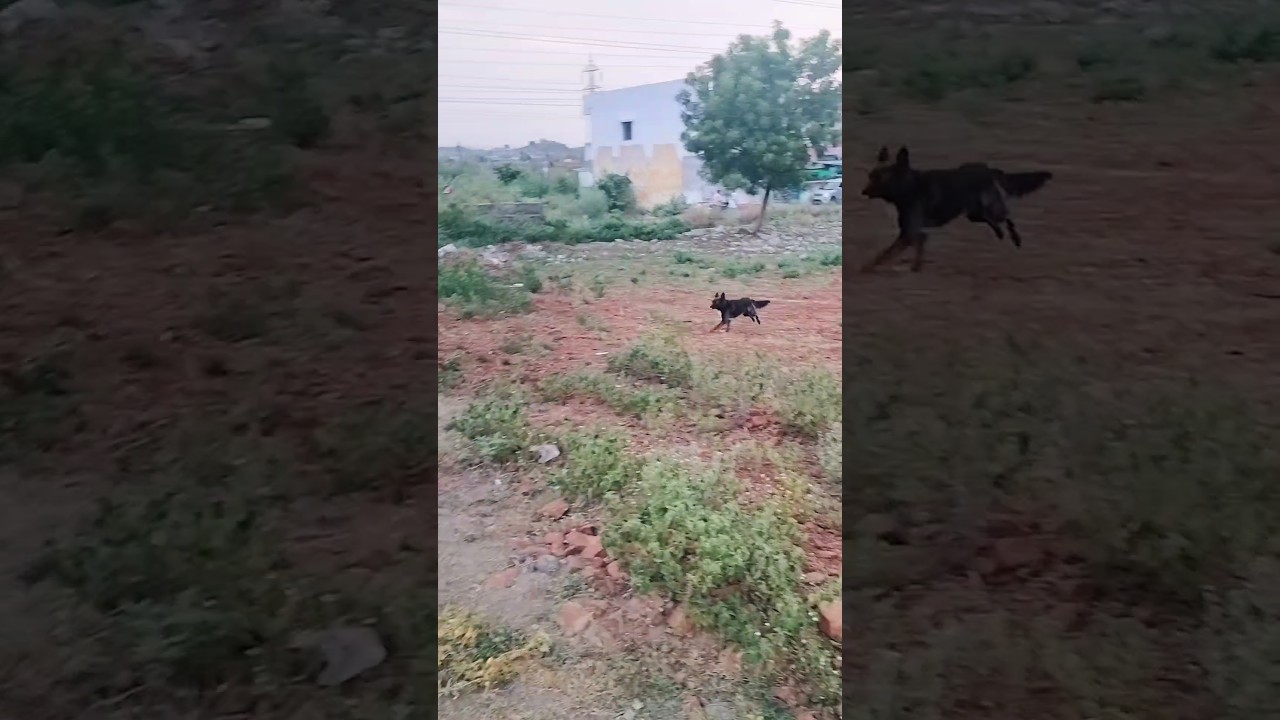 Your dog running for you like this.#dog#pets#life#love#animallover l#doglover#flux#petdog#petcat