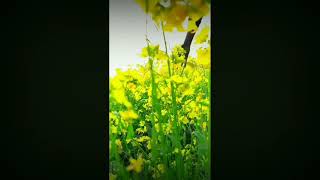 Download Lagu mustard flower whatsapp status MP3