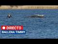 LA BALLENA TIMMY: largo rescate del cetáceo