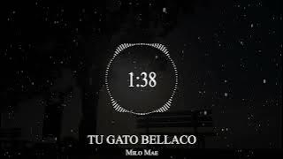 Milo Mae - TU GATO BELLACO