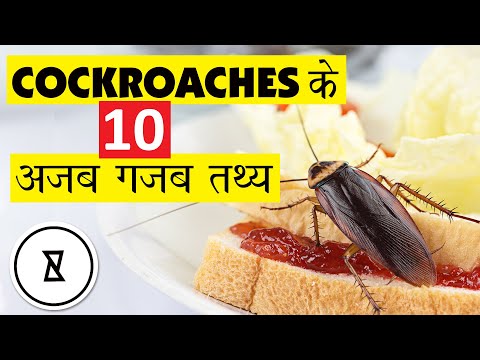 10 Unusual Facts You Did Not Know About Cockroaches | Interesting Facts In Hindi | Curiouspanti