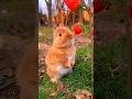 “Rabbit Ke Daant Kabhi Rukte Hi Nahi 😳🐰”