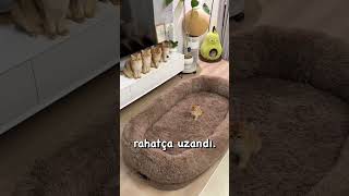 Kedileri için dev bir yatak aldı ama işler ters gitti #shorts