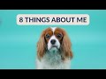 8 FUN FACTS ABOUT HERKY THE CAVALIER KING CHARLES SPANIEL