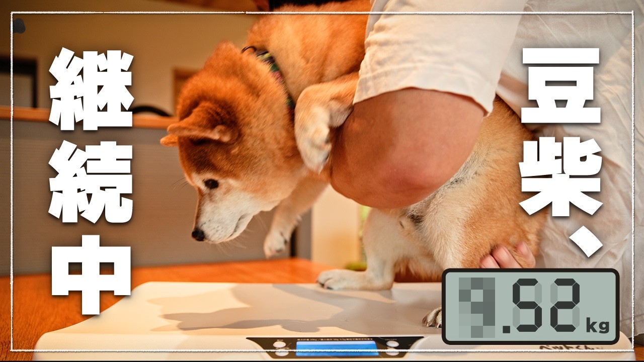 Living with Shiba Inus | 9.52 kg… Weren't You a Mameshiba? - YouTube
