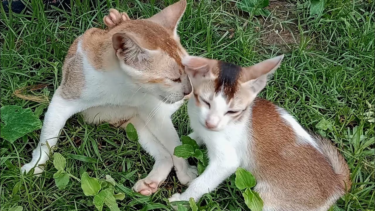 Cute Mama Cat Feeding Her kittens Cat Rescue Persian Cat Food Cat Shelter YouTube