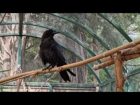 Brown-necked raven