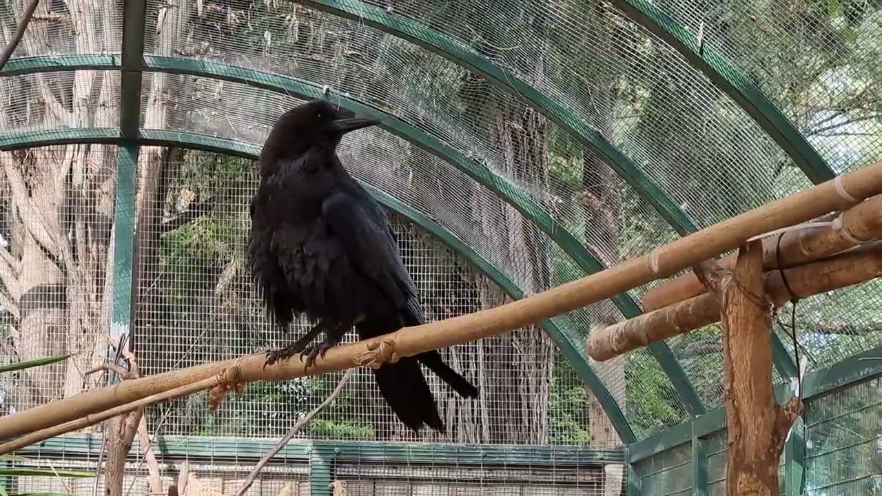 Brown-necked raven