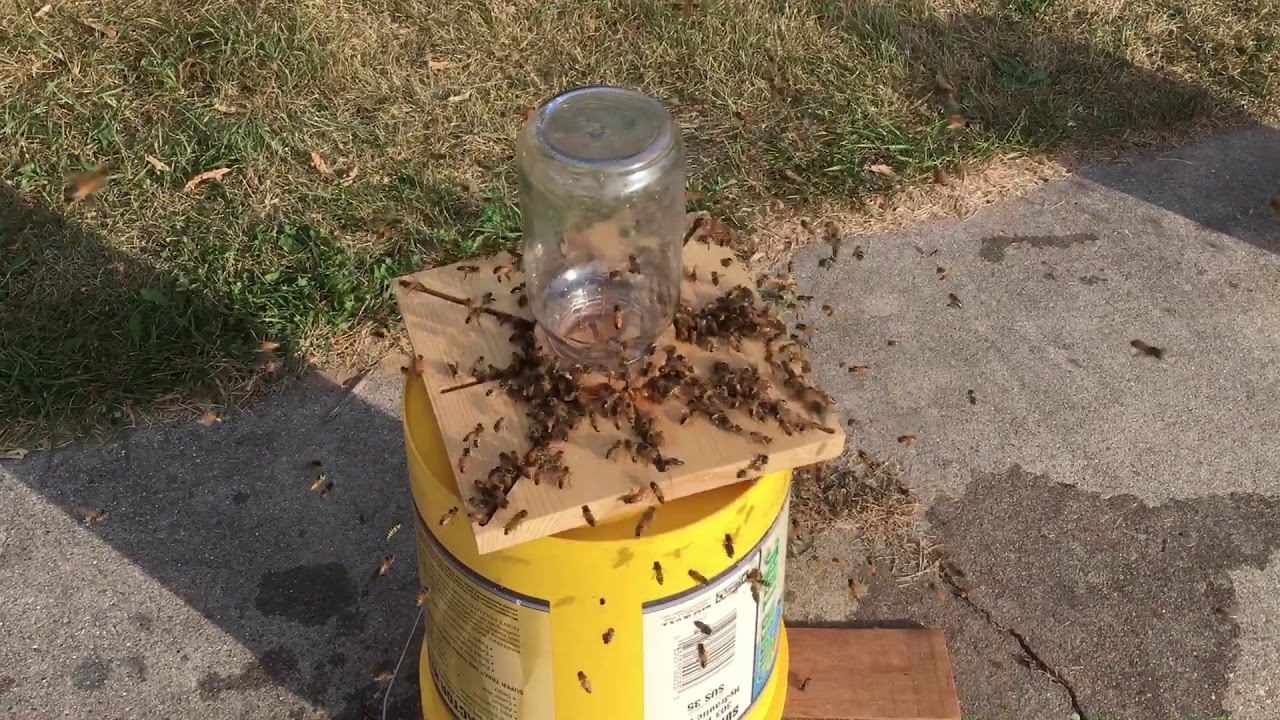 Homemade Bee Feeders 2017 Youtube