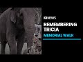 Remembering Perth's beloved elephant Tricia with a memorial walk | ABC News