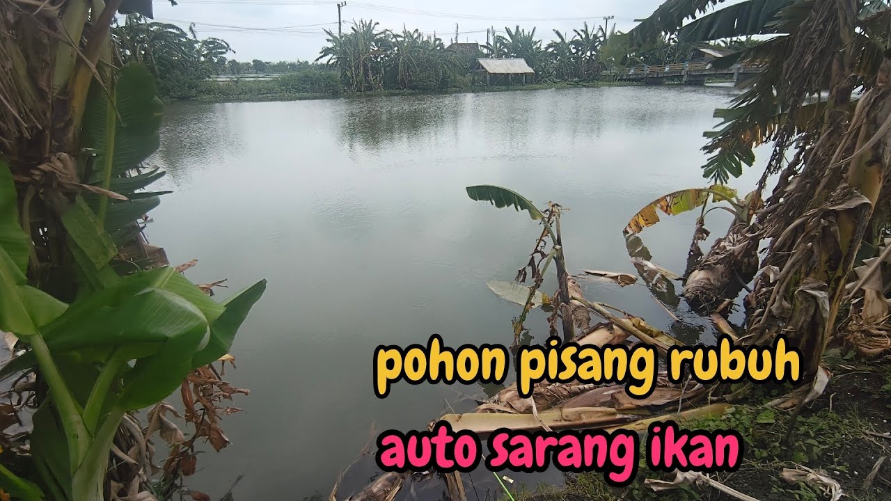 Spot mancing Bagus dibawah pohon pisang yang rubuh !!