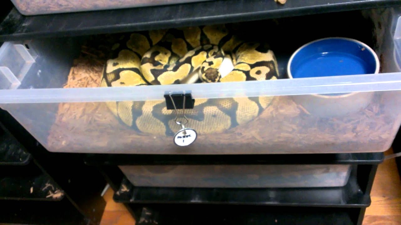 ball pythons together Clutch 2