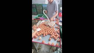 🐾🔴LIVE～Egg Sorting 🥚 2026-07-12