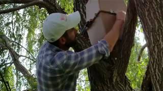 refuBees Swarm Trap™ -  Hanging (and Removing) Your Swarm Trap