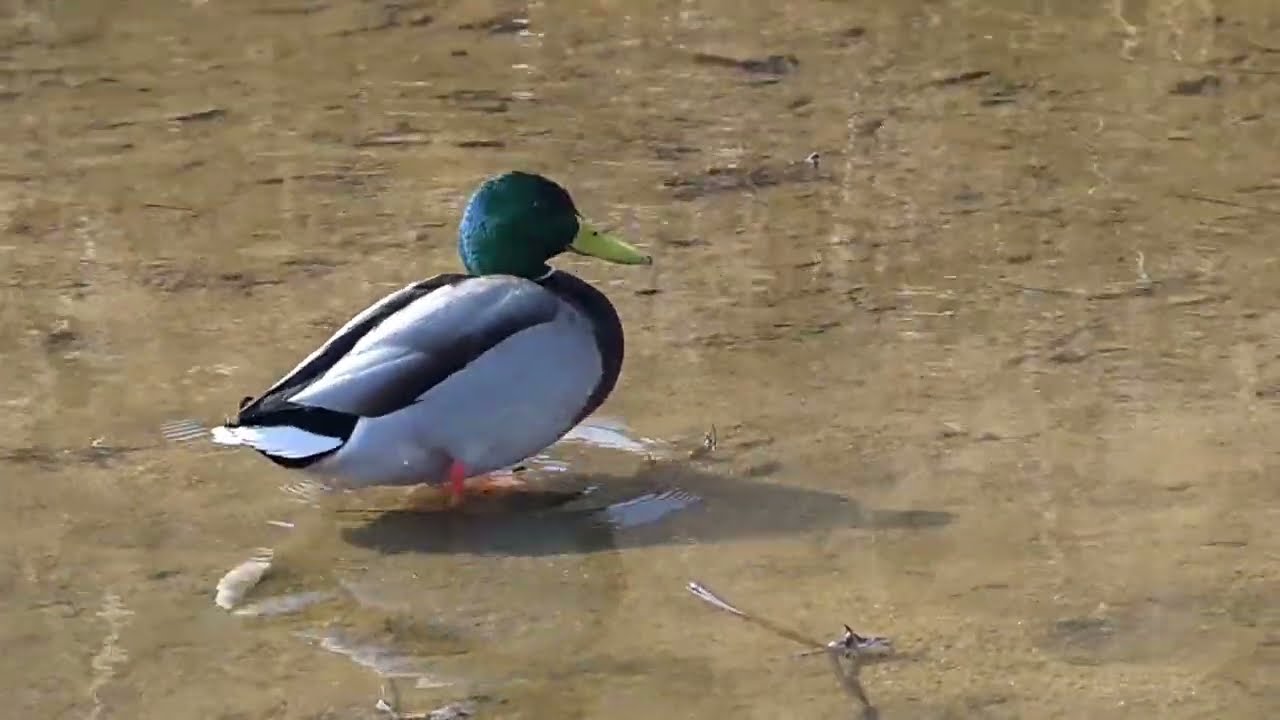 2026年2月14日加茂町！今日のマガモ達🦆🦆🦆🍫