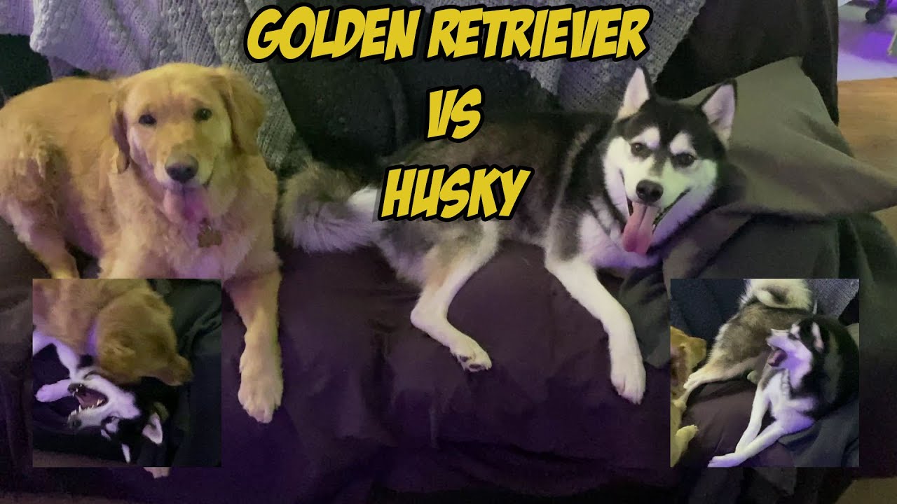 Golden Retriever VS Husky: Freya and Daisy Playing - YouTube