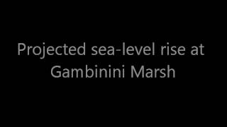 Sea-level Rise Scenario for San Francisco Bay Estuary - Gambinini Marsh