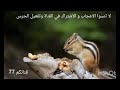 براري المغرب السنجاب الذهبي أسرار وخفايا عالم الطبيعة 