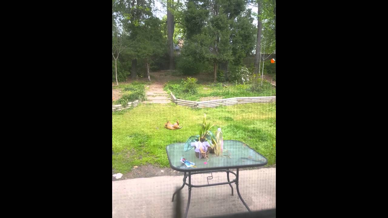 Dog vs. Air horn 1 YouTube