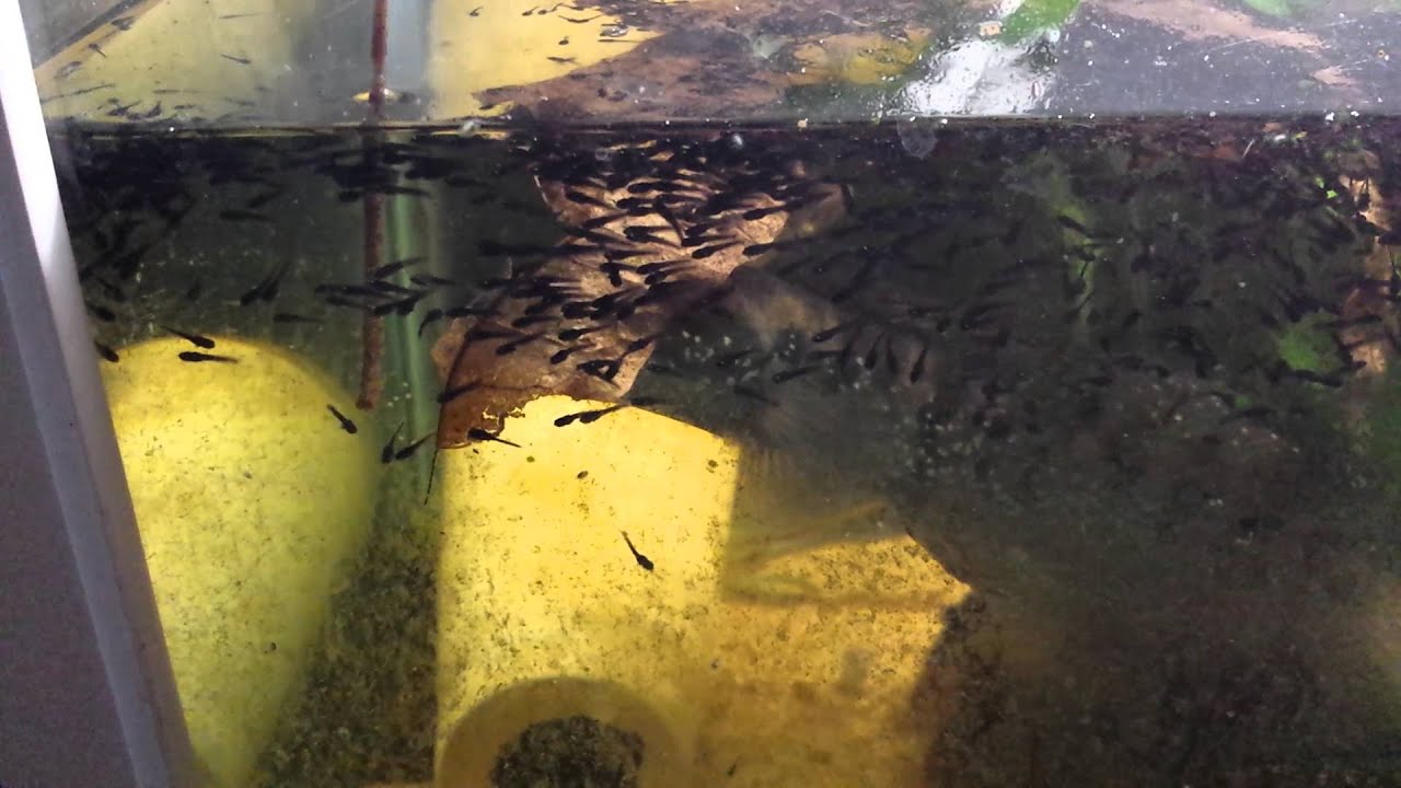 Channa asiatica with fry 