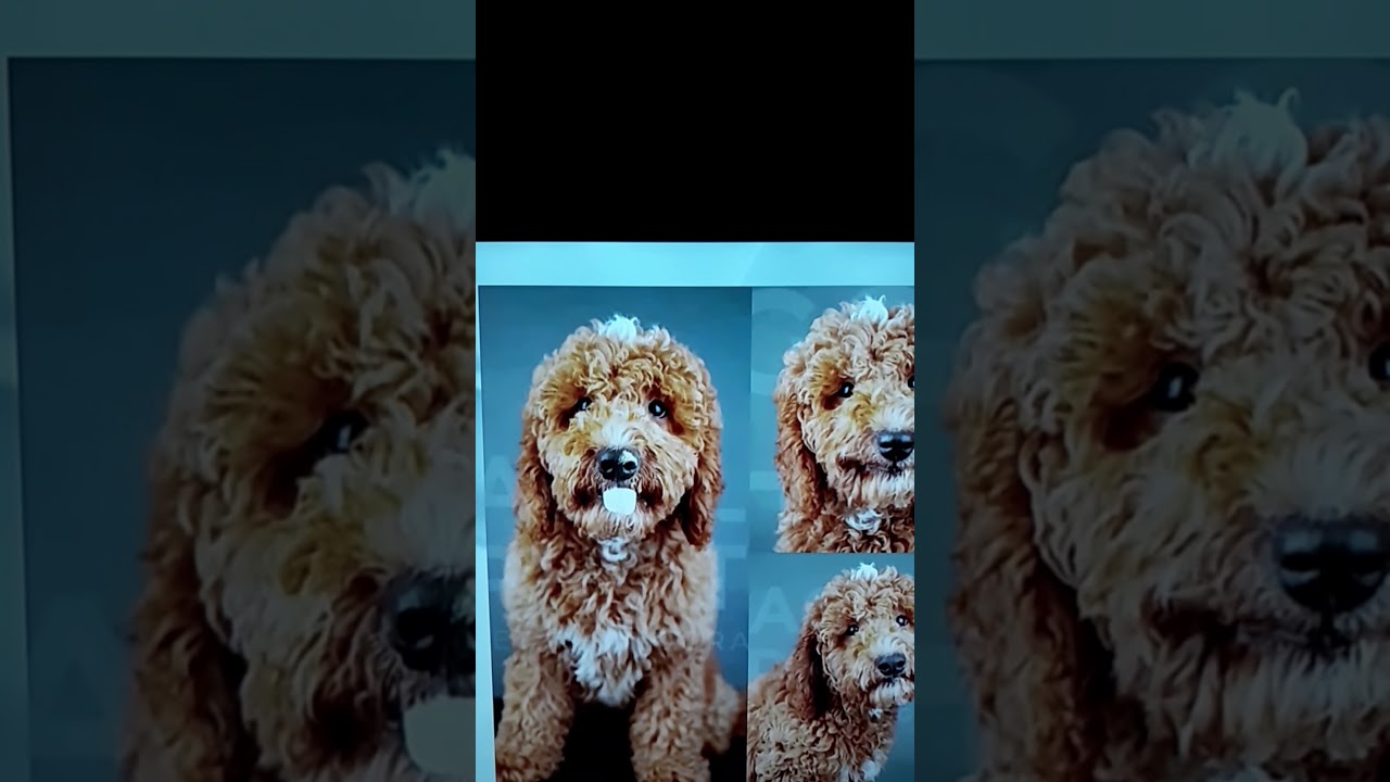 NEWS LADY PHOTO OF HER DOG🐶