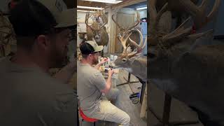 Finish day #taxidermy #howto #grwm #bowhunting #whitetail