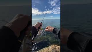 #fishing #pêche #spinning #surfcasting