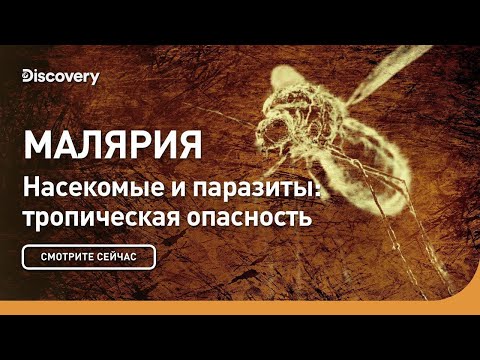 Малярия | Насекомые и паразиты: тропическая опасность | Discovery