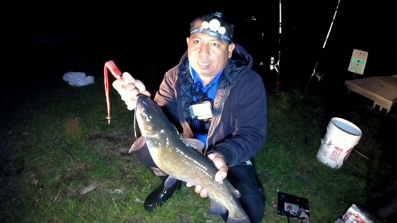 Qu Hacer Ante El Pinchazo De Un Bagre Chucho O Raya Y Cmo