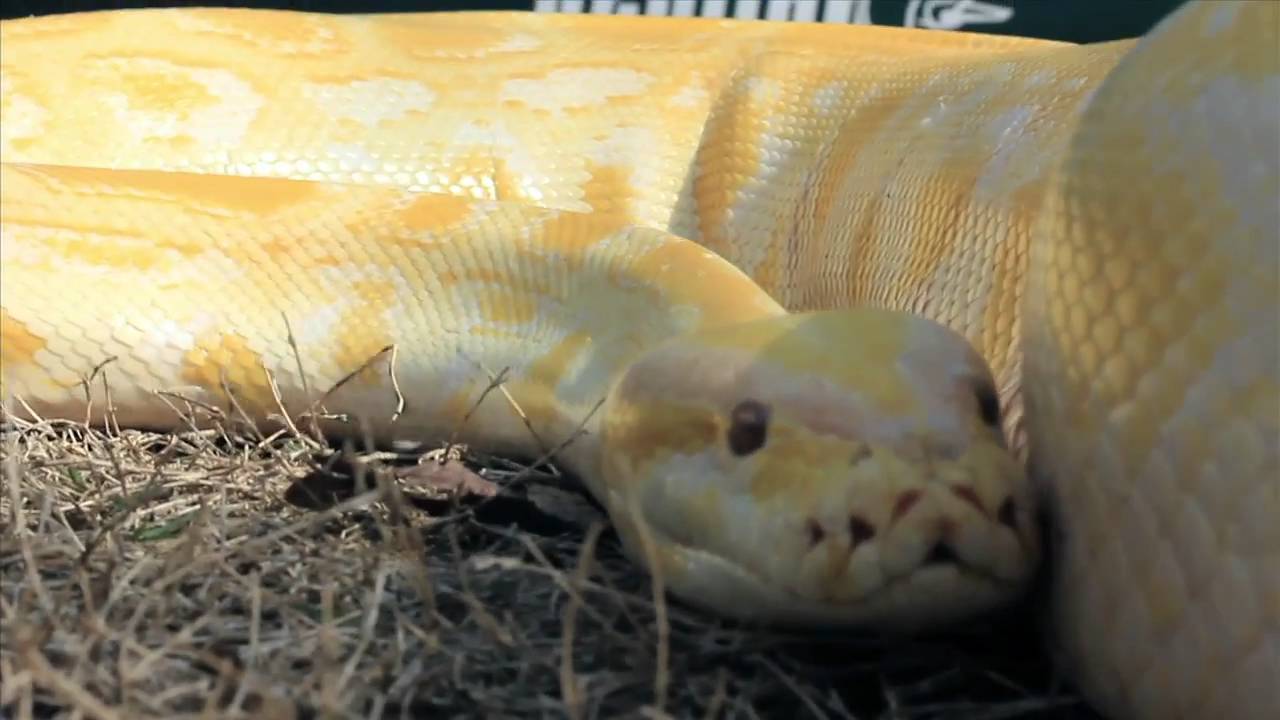 My Reptile Guys - Mellow Yellow - YouTube