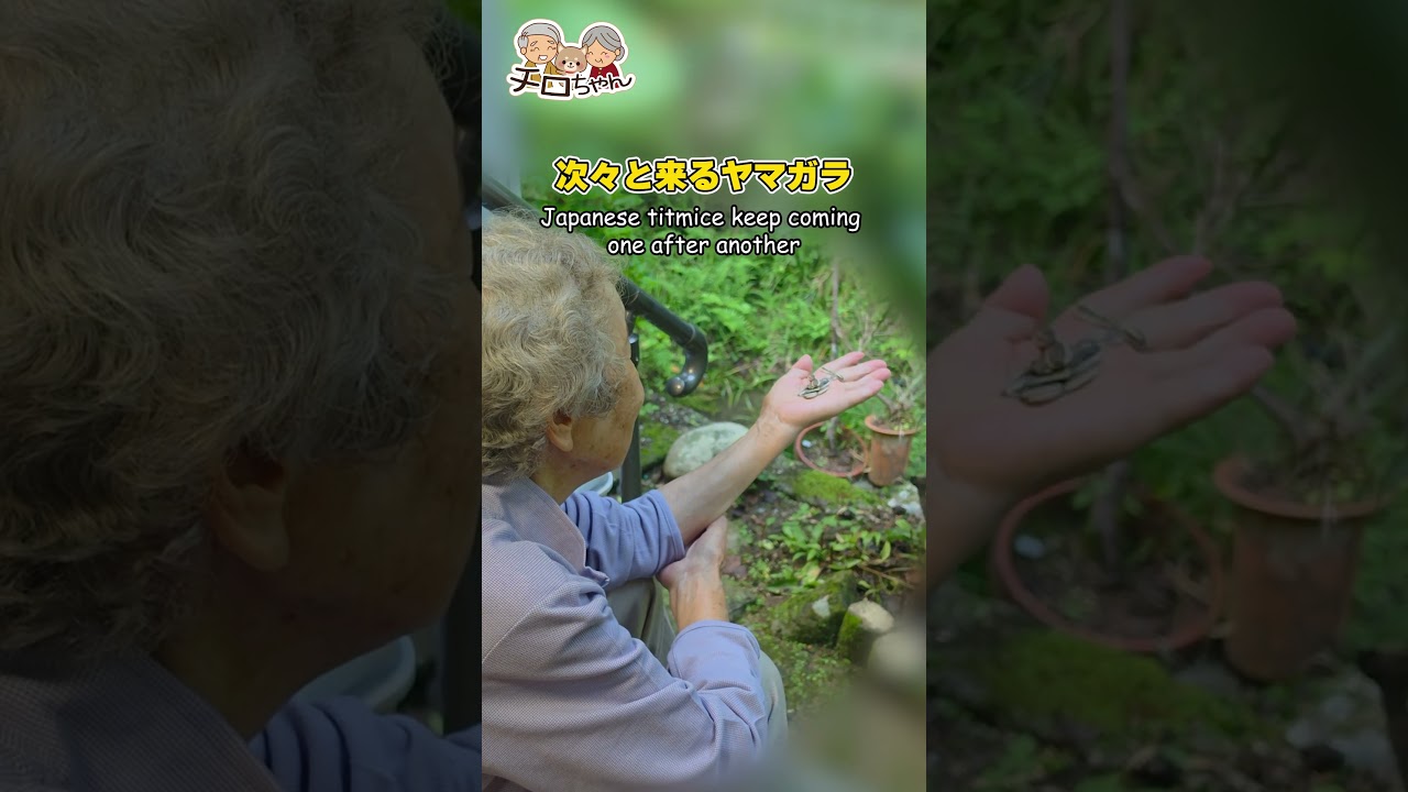 【敬老の日】94歳ばあちゃんの手から…！8年待った奇跡の瞬間に感動が止まりません。＃shorts