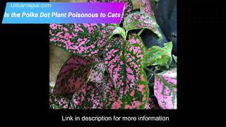 Is the Polka Dot Plant Poisonous to Cats? | LOTUSMAGUS