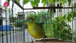 Siulan KHAS PLECI ini mampu memancing PLECI NYAUT dan ikut GACOR